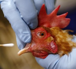 تأیید کشف سویه جدید آنفلوآنزای پرندگان در آمریکا
