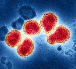 ویروس آنفولانزا A شکل خود را برای افزایش توانایی آلوده‌سازی تغییر می‌دهد